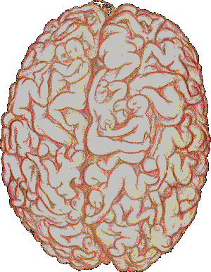 malebrain.GIF (93357 �ֽ�)
