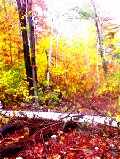 x7.jpg (5694 �ֽ�)